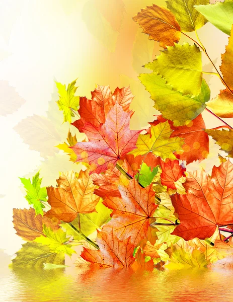 秋の葉。黄金の秋. — ストック写真