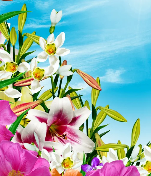 Bukiet kwiatów na tle niebieskiego nieba — Zdjęcie stockowe