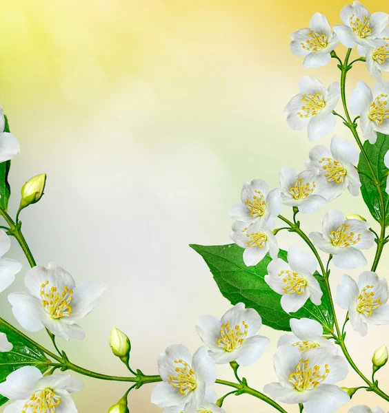 Weiße Jasminblüte. — Stockfoto