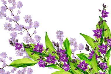 Beyaz elma çiçekleri dalı 