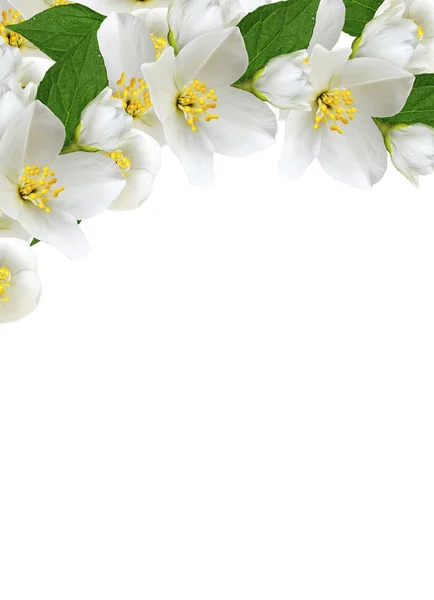 Ramo de flores de jasmim isolado no fundo branco — Fotografia de Stock