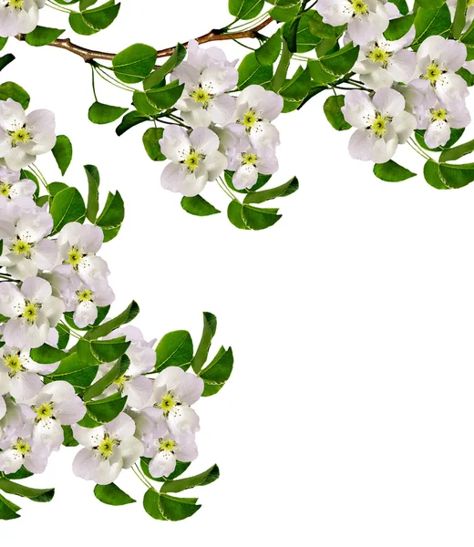 Beyaz armut çiçek şube — Stok fotoğraf