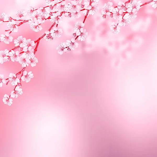 Ramo florido de damasco — Fotografia de Stock