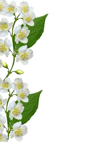 Branch of jasmine flowers isolated on white background — Stock Photo, Image