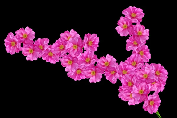 Dog rose (rosa canina) çiçekler — Stok fotoğraf