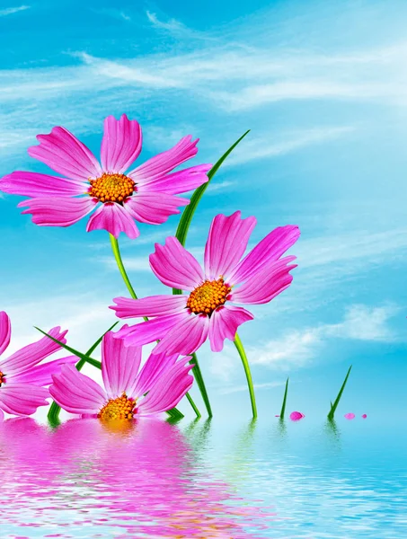 Daisy flowers on blue sky background — Stock Photo, Image