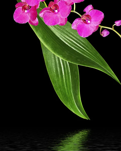 Delicadas flores de orquídea aisladas sobre fondo negro . —  Fotos de Stock