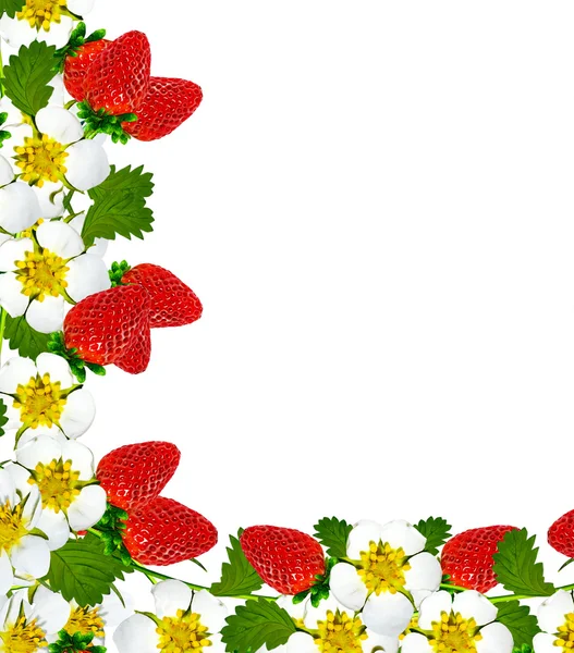 Rahmen mit Beeren und Erdbeerblüten — Stockfoto