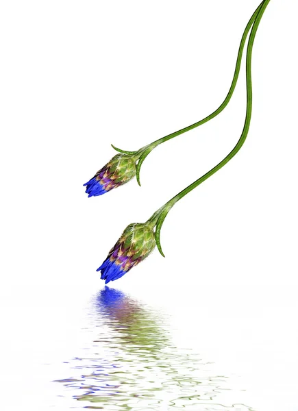 Blommor blåklinten isolerad på vit bakgrund — Stockfoto