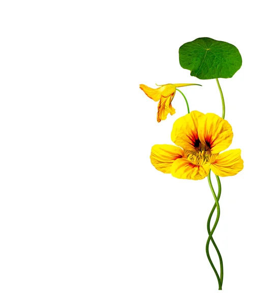 Beyaz arkaplanda izole edilmiş nasturtium çiçekleri — Stok fotoğraf