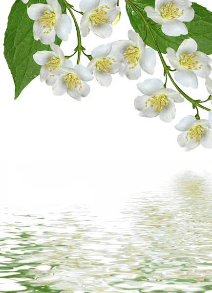 Ága jázmin virágok elszigetelt fehér background — Stock Fotó