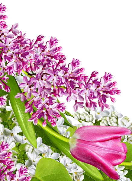 Spring flowers  lilac  isolated on white background — Stock Photo, Image