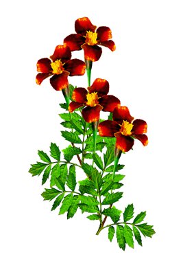 beyaz arkaplanda izole edilmiş kadife çiçekleri