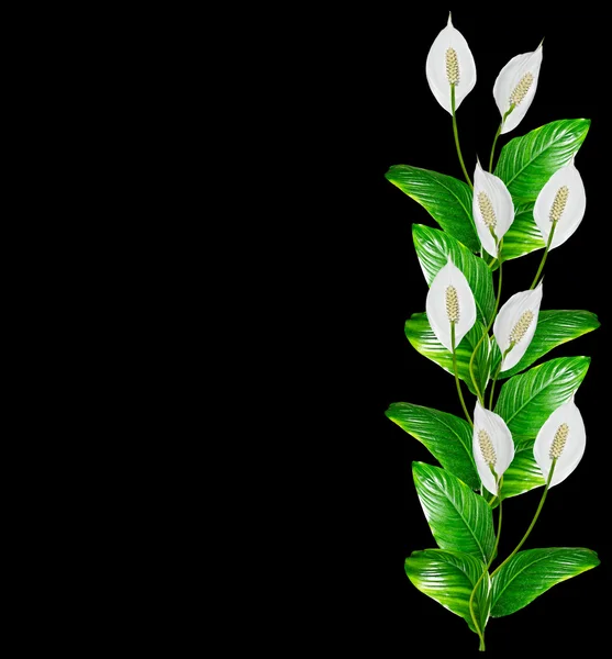 Fleur spathiphyllum isolé sur fond noir . — Photo