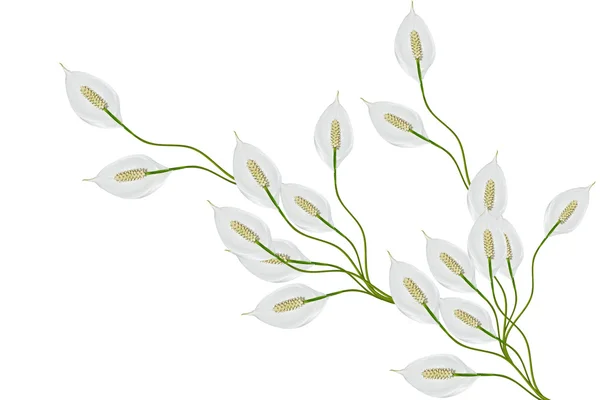 Květina spathiphyllum izolovaných na bílém pozadí. — Stock fotografie