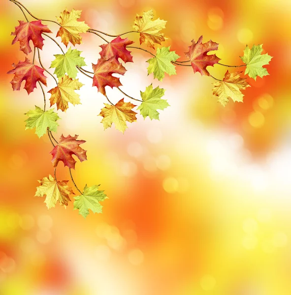 Fogliame autunnale. Autunno d'oro . — Foto Stock