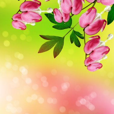 kalbi kanayan Pembe çiçek