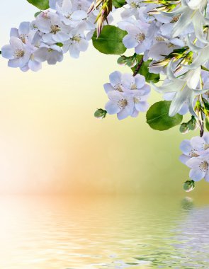 çiçek açan elma ağacı. Bahar manzara