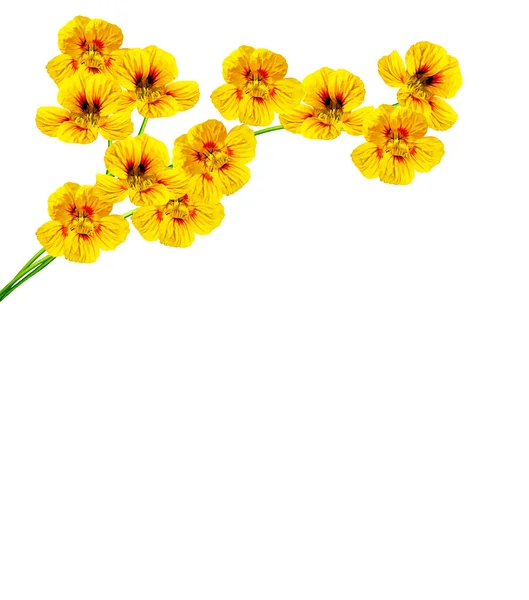 Fleurs de nasturtium isolées sur fond blanc — Photo