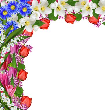 çiçek Lale ve leylak. Yasemin