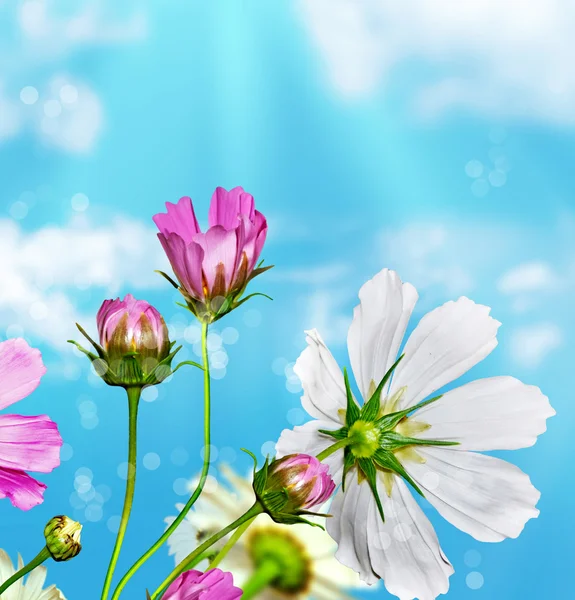 Százszorszép virág a kék ég háttér — Stock Fotó