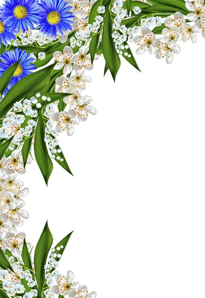 Pobočka Třešňové květy izolovaných na bílém pozadí. — Stock fotografie