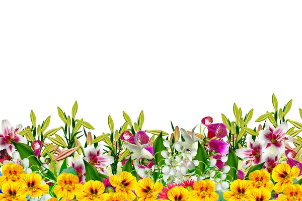 Bahçe, lily çiçek