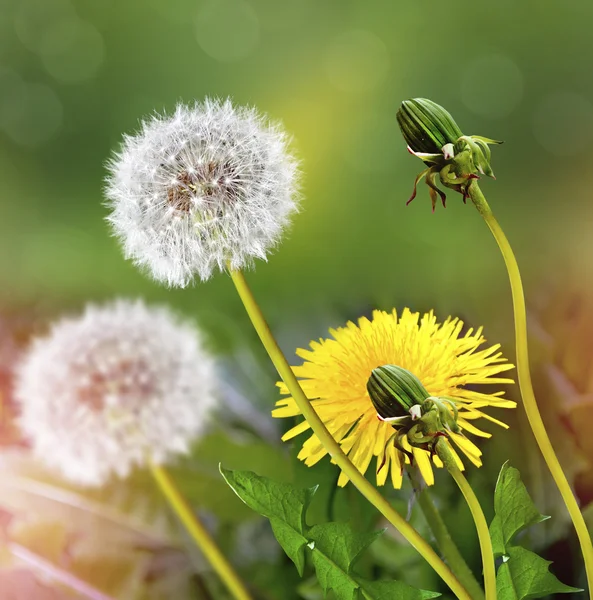 Paysage estival. fleurs — Photo