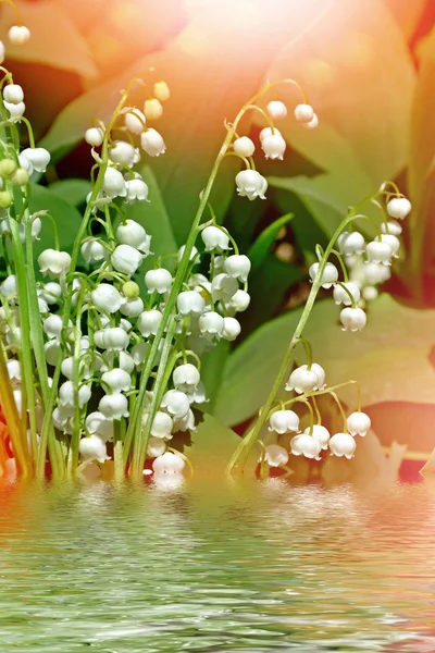 Spring landscape. flowers lily of the valley — Stock Photo, Image