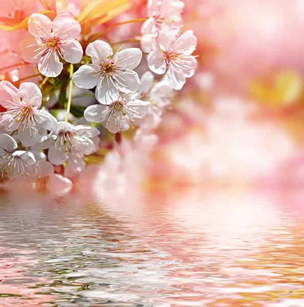 . 樱桃树开花。春天开花的花园. — 图库照片