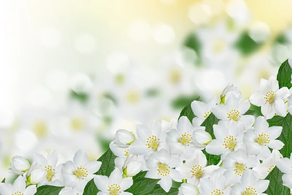 Weiße Jasminblüte. — Stockfoto