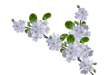 Beyaz elma çiçekleri dalı 