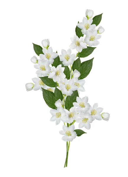 Tak van jasmijn bloemen geïsoleerd op witte achtergrond — Stockfoto