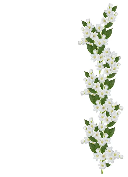 Yasemin çiçekleri beyaz zemin üzerine izole Şubesi재 스민 꽃 흰색 배경에 고립의 지점 — Stok fotoğraf