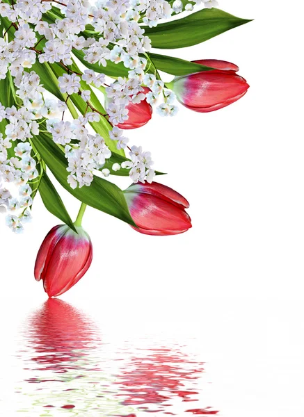 Frühling Blumen Tulpen isoliert auf weißem Hintergrund — Stockfoto