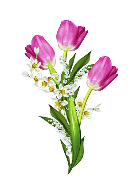 Frühling Blumen Tulpen isoliert auf weißem Hintergrund — Stockfoto