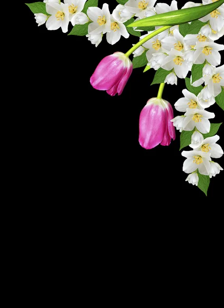 Lente bloemen tulpen geïsoleerd op zwarte achtergrond — Stockfoto