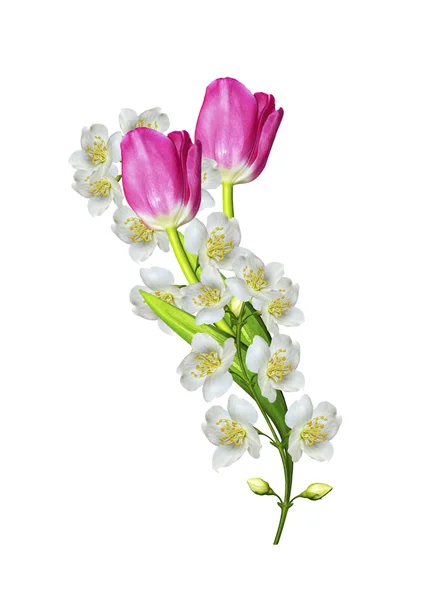 春の花白を背景に孤立したチューリップ — ストック写真