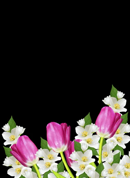 Flores de primavera tulipanes aislados sobre fondo negro — Foto de Stock
