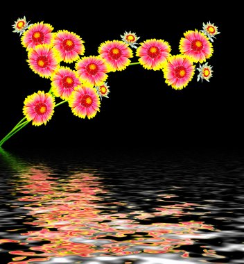 Gaillardia çiçekleri beyaz arkaplanda izole edilmiş. 