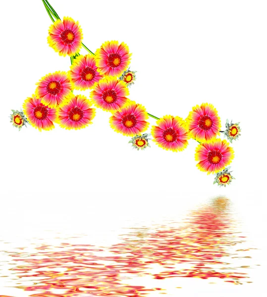 Gaillardia flowers isolated on white background. — Stock Photo, Image