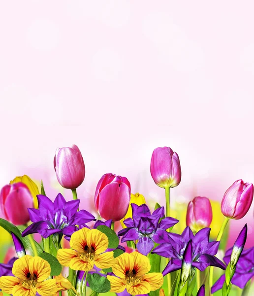 Pink yellow tulips and blue irises — Stock Photo, Image