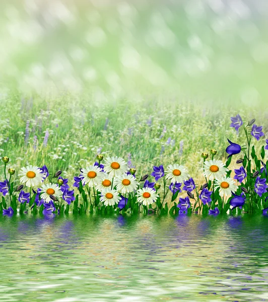 Summer landscape with wildflowers. — Stock Photo, Image