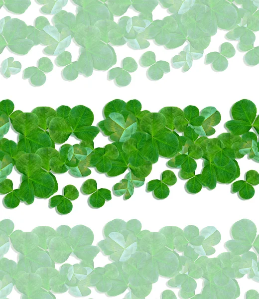 Green clover leaves on a background summer landscape. — Stock Photo, Image