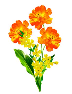 Beyaz arkaplanda izole edilmiş kozmos çiçekleri