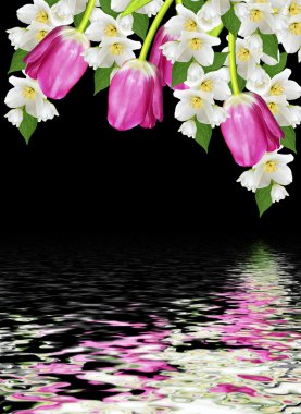 bahar çiçekleri siyah arkaplanda izole laleler