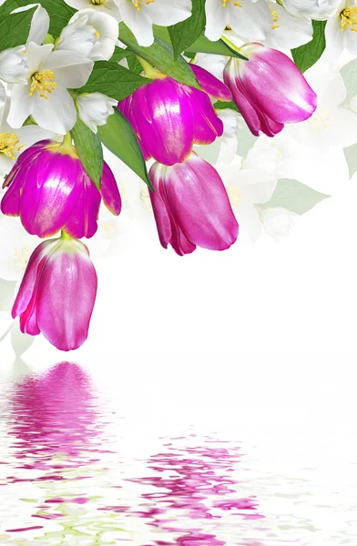Bahar çiçekleri beyaz arkaplanda izole laleler — Stok fotoğraf