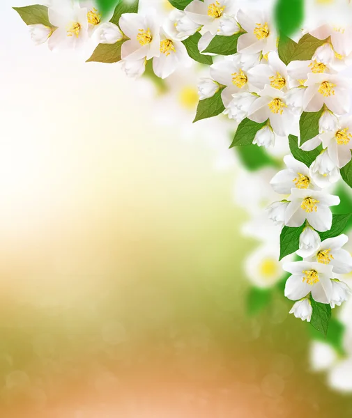White jasmine flower. — Stock Photo, Image