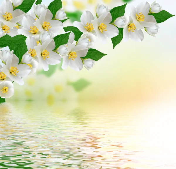 Flor de jasmim branca . — Fotografia de Stock