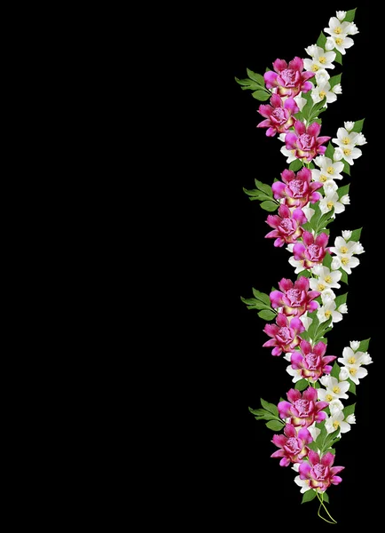 Yasemin çiçekleri siyah arka plan üzerine izole Şubesi — Stok fotoğraf
